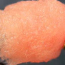 eggstasy-nx-gen-fibre_SOCK