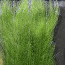 polar-fiber-brush_0OLI