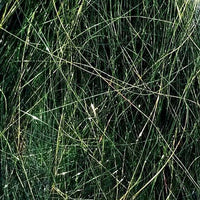 angel-hair_BAIT