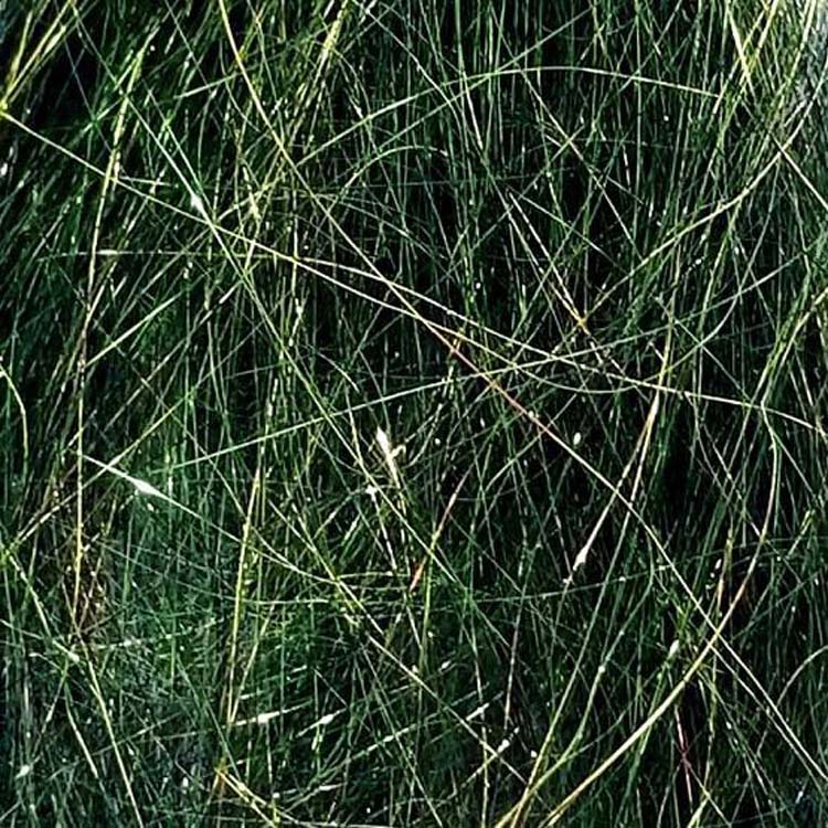 angel-hair_BAIT