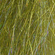 angel-hair_CHAC