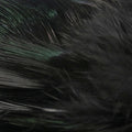 Strung Ringneck Rump Feathers