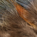 Strung Ringneck Rump Feathers