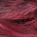 Strung Ringneck Rump Feathers