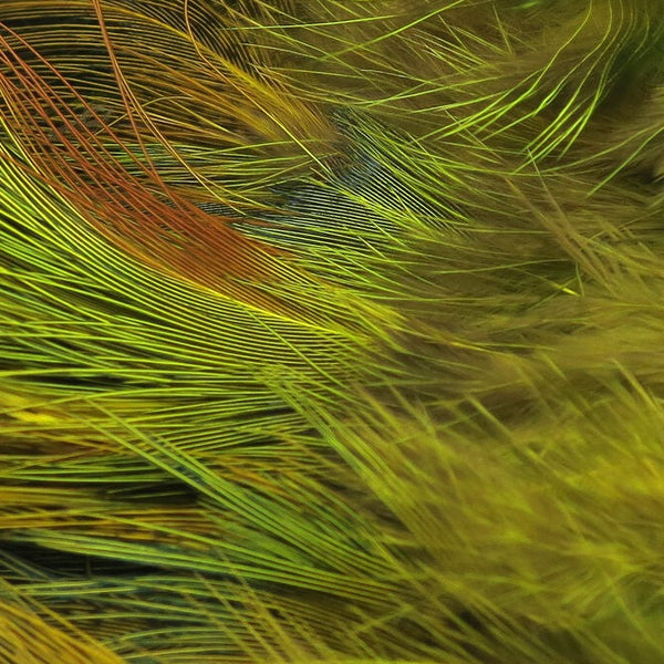 HARIM ハリム Leef Feather with Golden rose Ringneck Pheasant Rump