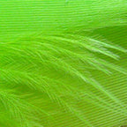 chartreuse