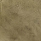 medium gray dun