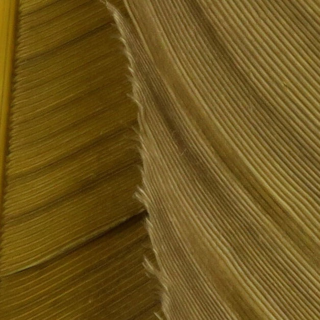 Turkey Biot Quills