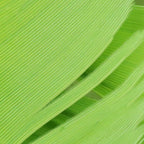 caddis green