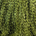 yellow chartreuse