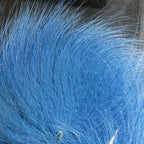 kingfisher blue