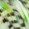 Black Barred Groovy Bunny Strips