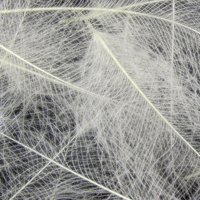 Cul de Canard Feathers