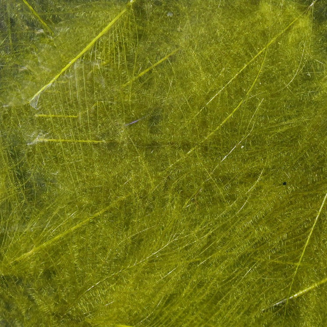 Cul de Canard Feathers