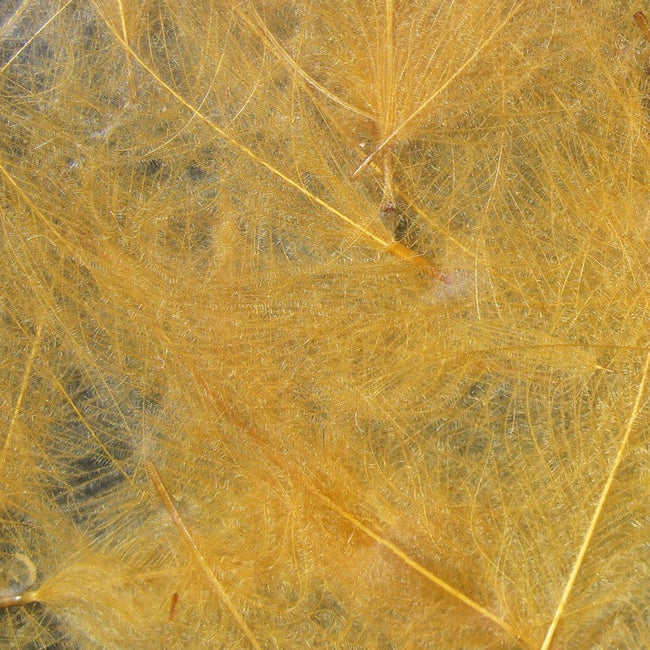 Cul de Canard Feathers
