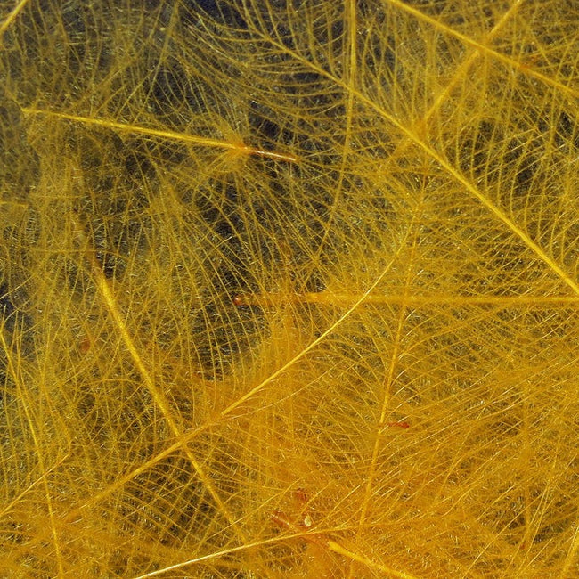 Cul de Canard Feathers