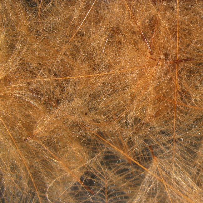 Cul de Canard Feathers