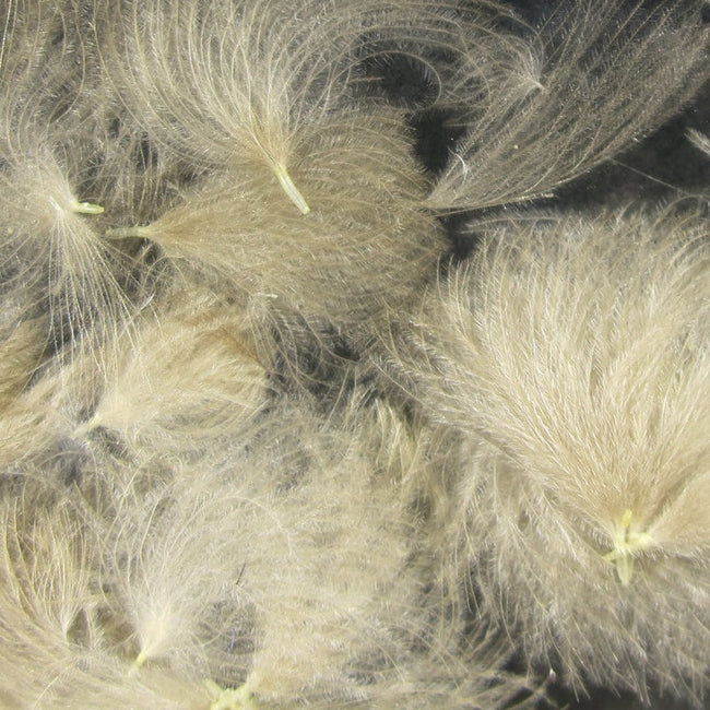 Cul de Canard Feathers