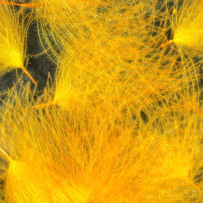 Cul de Canard Feathers