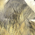 grizzly (nat'l hare's ear)