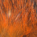 crawfish orange
