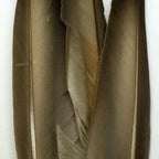 mallard gray