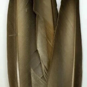 duck-quill-fly-tying-wapsi-mallard-gray-10