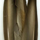 duck-quill-fly-tying-wapsi-mallard-gray-10