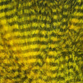 Fine Black Barred Marabou Feathers