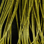 brown olive