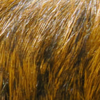 golden brown