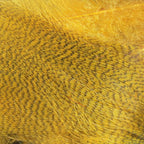 wood duck gold