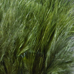 dark olive