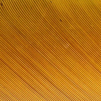 natures_spirit_turkey_biot_quills_golden_stone_102