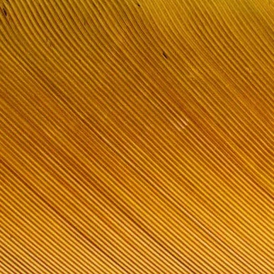natures_spirit_turkey_biot_quills_golden_stone_102