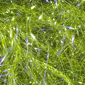 UV Polar Chenille