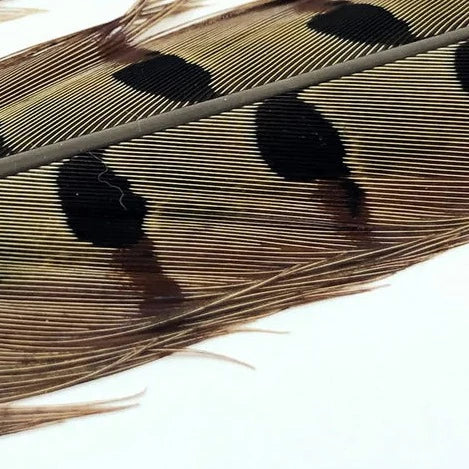 pheasanttail-natural_1_1200x900_ac5c18b5-4b2e-48dd