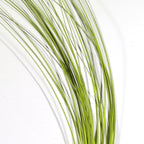 baetis olive