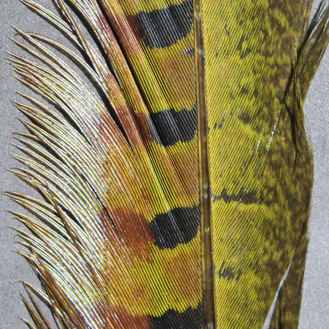Ringneck Pheasant Tail Pair