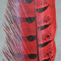 rpcp310