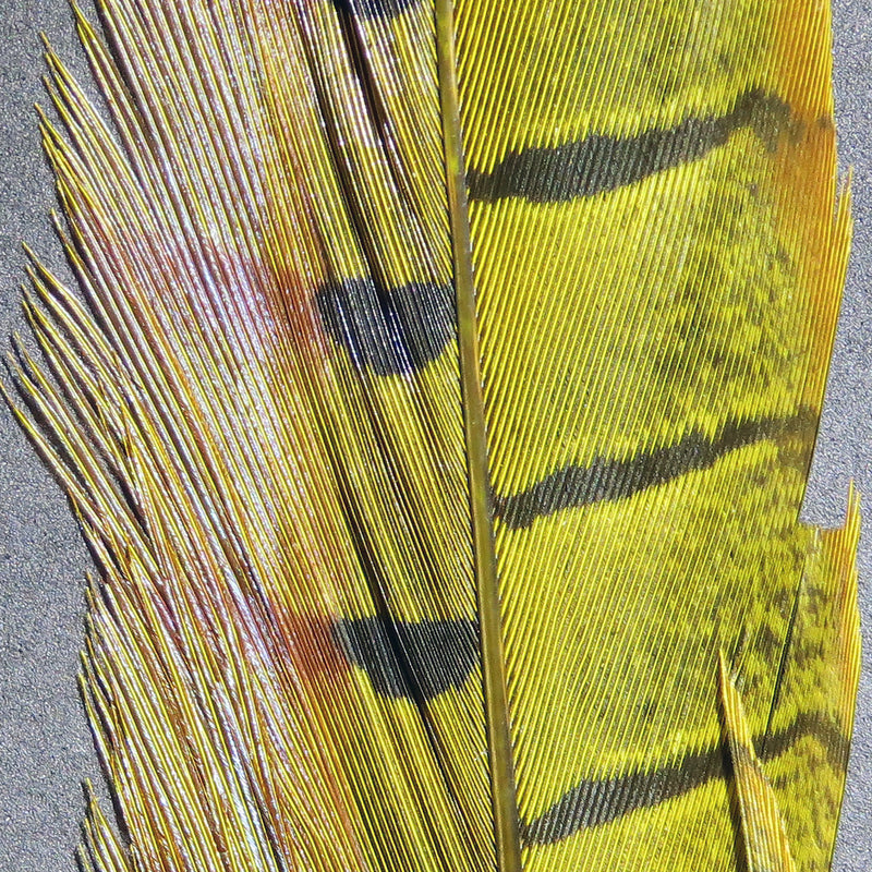 rpcp383