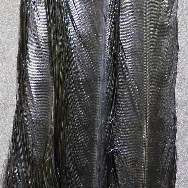 rpct11