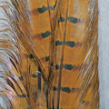 Ringneck Pheasant COMPLETE Tail
