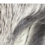 chinchilla