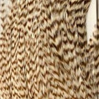 grizzly bleached