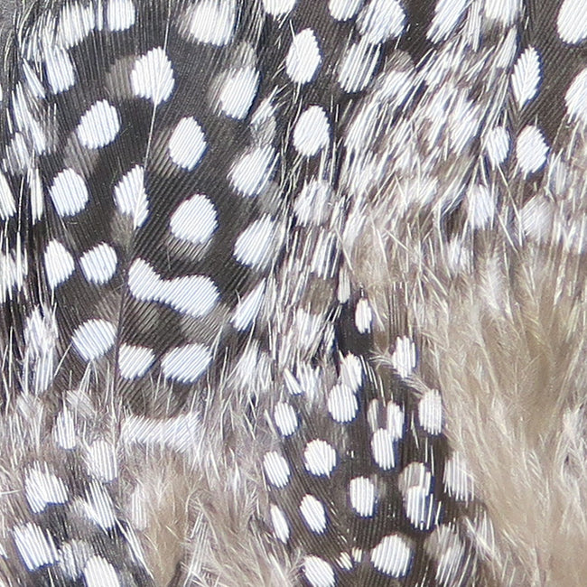 Guinea Feathers