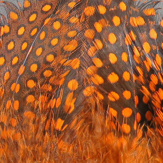 Guinea Feathers