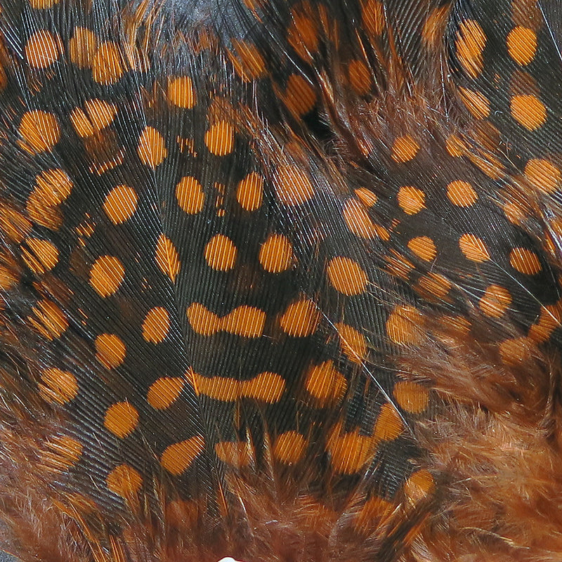 sgf323