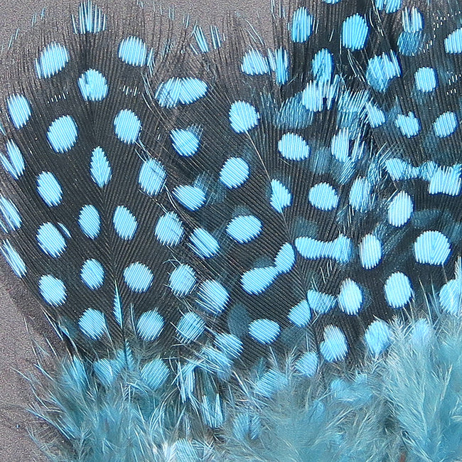 Guinea Feathers