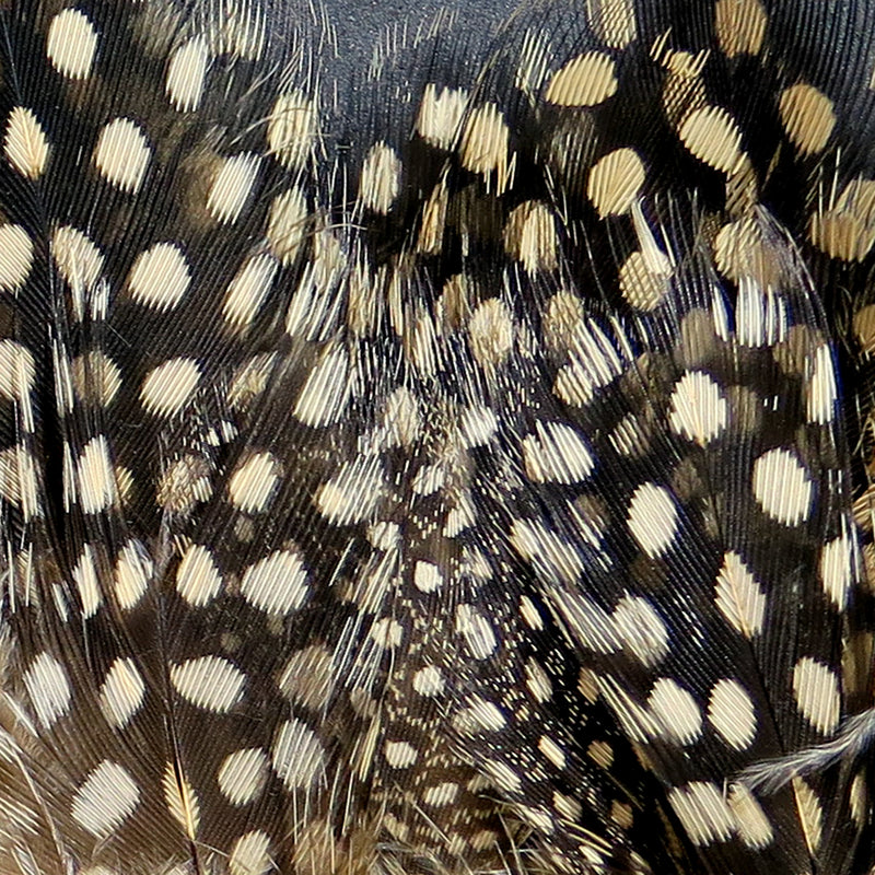 sgf369